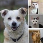 Tierheim Villach: Diese Fellnasen warten auf ihr neues Zuhause