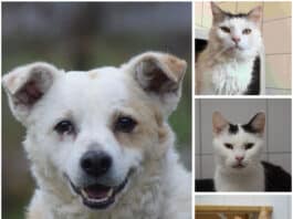 Tierheim Villach: Diese Fellnasen warten auf ihr neues Zuhause