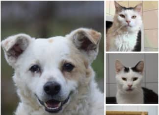 Tierheim Villach: Diese Fellnasen warten auf ihr neues Zuhause