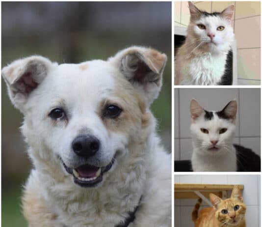 Tierheim Villach: Diese Fellnasen warten auf ihr neues Zuhause