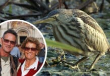 Mit Gailtaler Wurzeln: Ehepaar Zebedin zeigt neue Natur-Doku über das Bleistätter Moor