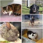 Vier Pfoten, viele Geschichten: Diese Vierbeiner warten im Tierheim Villach auf ein neues Zuhause