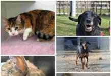 Vier Pfoten, viele Geschichten: Diese Vierbeiner warten im Tierheim Villach auf ein neues Zuhause