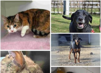 Vier Pfoten, viele Geschichten: Diese Vierbeiner warten im Tierheim Villach auf ein neues Zuhause
