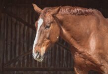 Ermittlungen wegen sexueller Übergriffe auf Pferd gegen 39-Jährigen