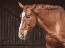 Ermittlungen wegen sexueller Übergriffe auf Pferd gegen 39-Jährigen