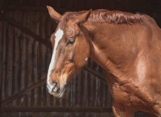 Ermittlungen wegen sexueller Übergriffe auf Pferd gegen 39-Jährigen