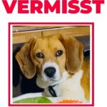 Vermisster Angsthund – Bitte um Mithilfe