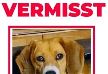 Vermisster Angsthund – Bitte um Mithilfe