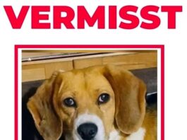 Vermisster Angsthund – Bitte um Mithilfe