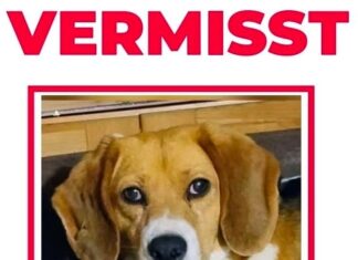 Vermisster Angsthund – Bitte um Mithilfe