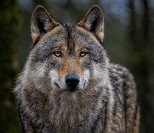 Sieben Wolfsentnahmen im ersten Quartal 2026