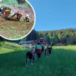 Sturz in Graben: Glück im Unglück für vier Kälber