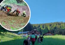Sturz in Graben: Glück im Unglück für vier Kälber
