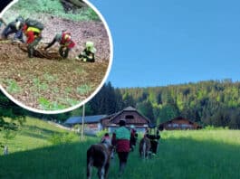 Sturz in Graben: Glück im Unglück für vier Kälber