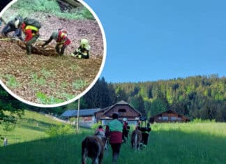 Sturz in Graben: Glück im Unglück für vier Kälber