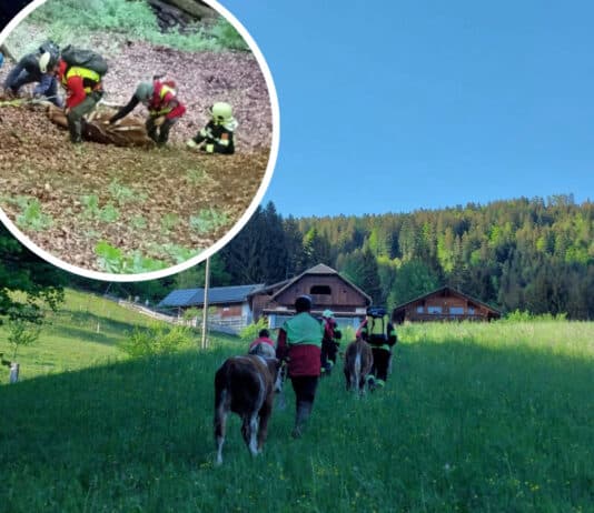 Sturz in Graben: Glück im Unglück für vier Kälber