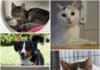 Diese Tiere suchen noch ihr Für-immer-Zuhause