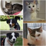 Diese Tiere suchen noch ihr Für-immer-Zuhause
