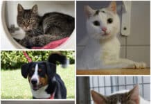 Diese Tiere suchen noch ihr Für-immer-Zuhause