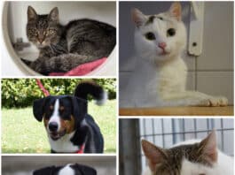 Diese Tiere suchen noch ihr Für-immer-Zuhause