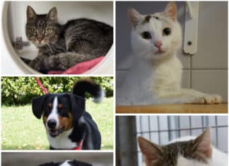 Diese Tiere suchen noch ihr Für-immer-Zuhause