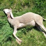 Wolf schlägt erneut im Lesachtal zu