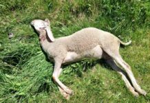 Wolf schlägt erneut im Lesachtal zu