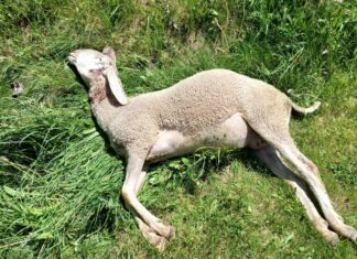 Wolf schlägt erneut im Lesachtal zu