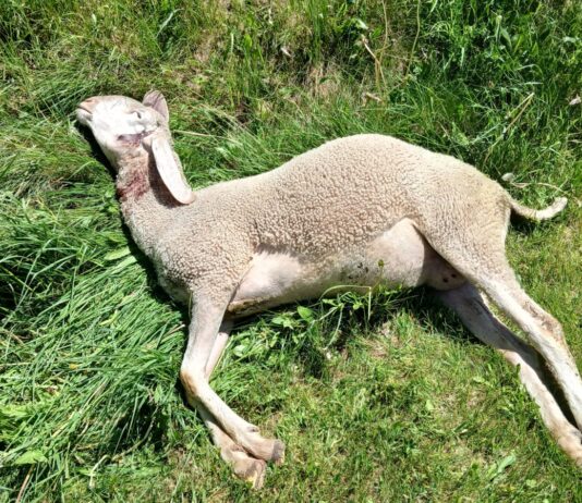 Wolf schlägt erneut im Lesachtal zu