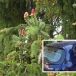 Fichtenblüte so stark wie seit Jahrzehnten nicht verzeichnet