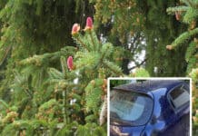 Fichtenblüte so stark wie seit Jahrzehnten nicht verzeichnet