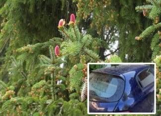 Fichtenblüte so stark wie seit Jahrzehnten nicht verzeichnet