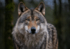 Neue Kärntner Risikowolfsverordnung beschlossen