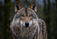 Neue Kärntner Risikowolfsverordnung beschlossen