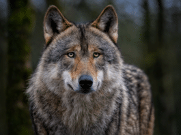 Neue Kärntner Risikowolfsverordnung beschlossen