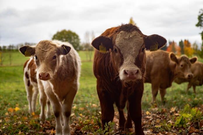leuchtturm81-cows-4383468