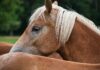 Schock im Gailtal: Haflinger auf der Weide angegriffen