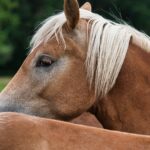 Schock im Gailtal: Haflinger auf der Weide angegriffen