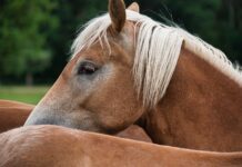 Schock im Gailtal: Haflinger auf der Weide angegriffen