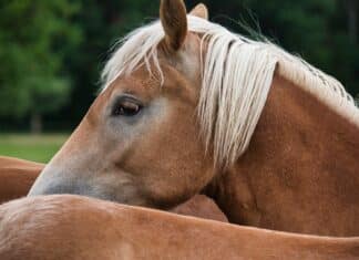 Schock im Gailtal: Haflinger auf der Weide angegriffen