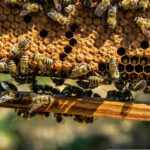 Weltbienentag mit Doppeljubiläum