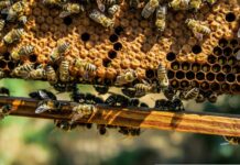Weltbienentag mit Doppeljubiläum