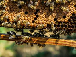 Weltbienentag mit Doppeljubiläum