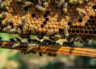 Weltbienentag mit Doppeljubiläum