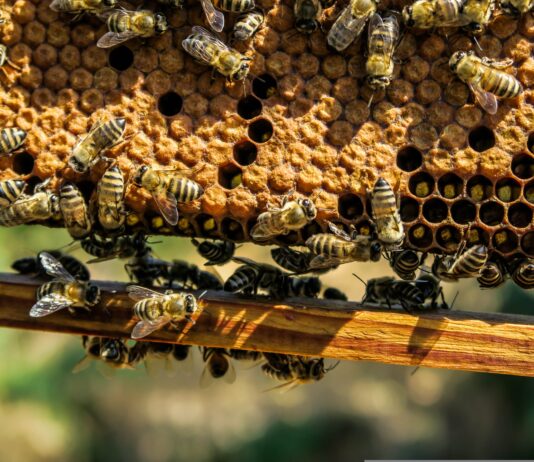 Weltbienentag mit Doppeljubiläum