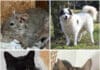 Tierheim Villach: Diese Vierbeiner suchen ein liebevolles Zuhause