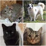 Tierheim Villach: Diese Vierbeiner suchen ein liebevolles Zuhause