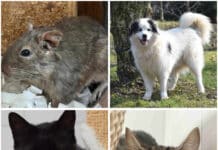 Tierheim Villach: Diese Vierbeiner suchen ein liebevolles Zuhause