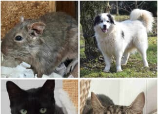 Tierheim Villach: Diese Vierbeiner suchen ein liebevolles Zuhause